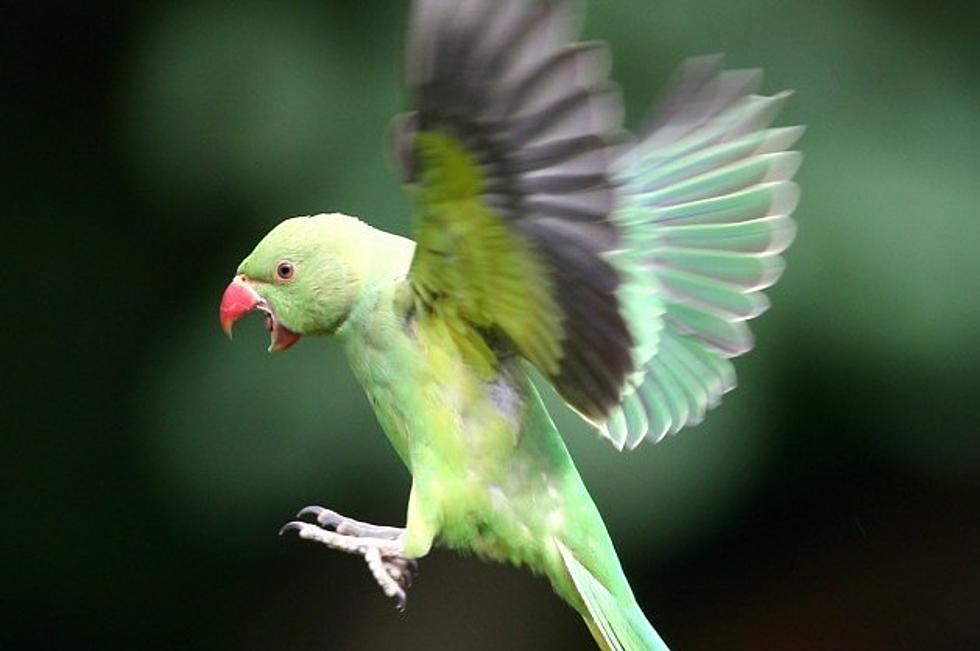 Annoying Little Parakeet Spoils a “Purrfectly” Good Catnap [VIDEO]