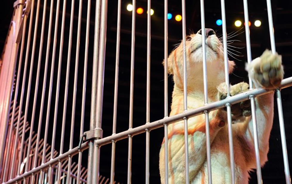 Caged Lion Leaves Surprised Reporter Speechless