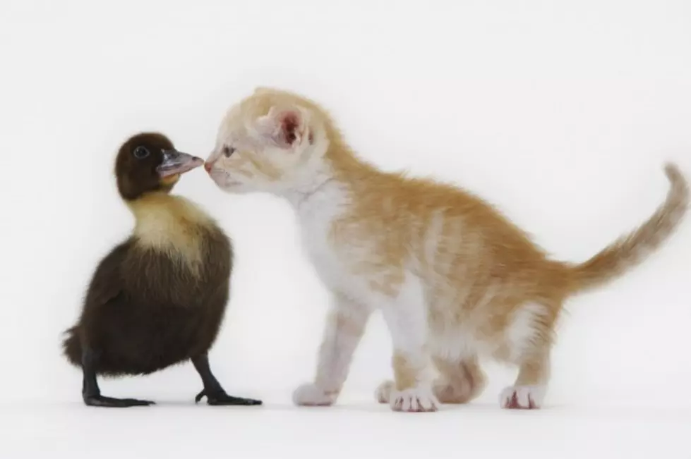 Odd Animal Friendships Teach Us All A Lesson