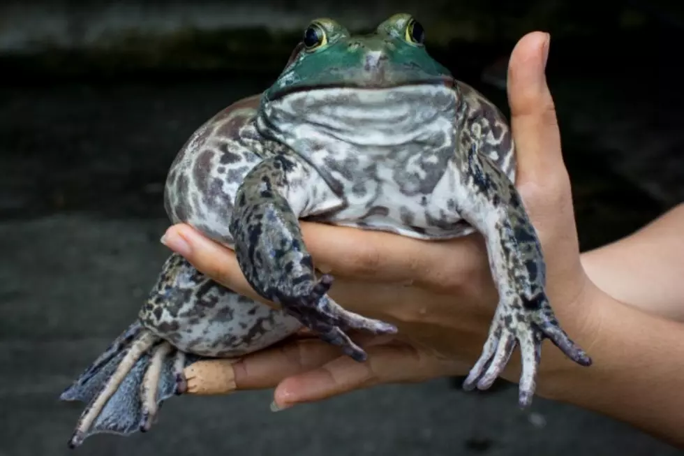 Frog Playing Game on iPhone Attacks Human When Game Ends