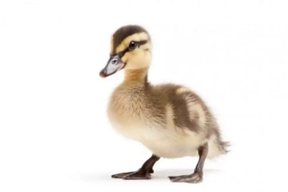 Adorable Duckling Will Steal Your Heart and Your Pizza Topping