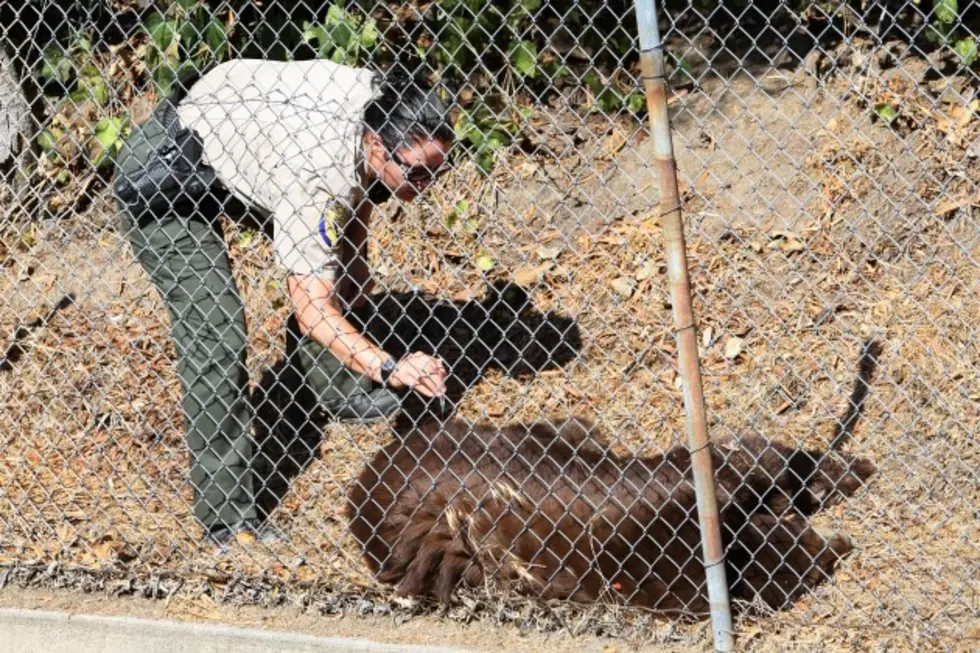 Easy Ways to Save the Lives of Black Bears in Colorado