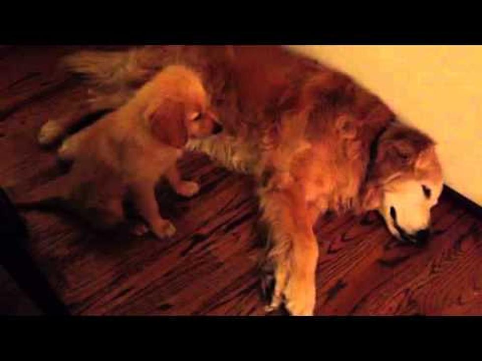 Adorable Golden Retriever Puppy Cuddles Up to Older Dog Having a Bad Dream [VIDEO]