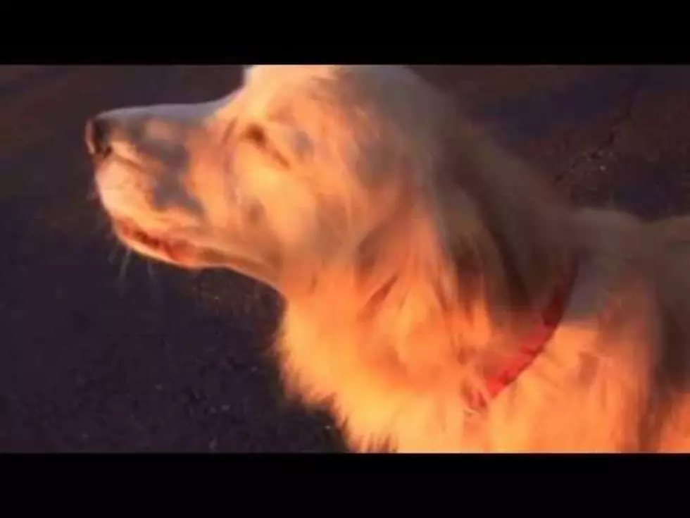 Dog’s Unique Imitation of an Ambulance Siren is Absolutely Hilarious [VIDEO]