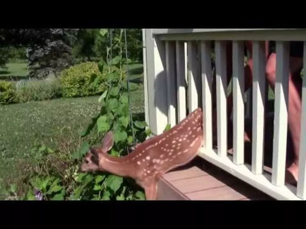 Watch Fawn Trapped on Porch Gently Set Free by Caring Woman