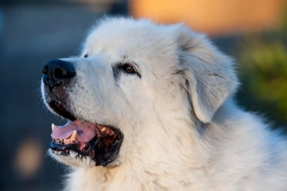 Minnesota Town Decides a Dog is the Best Candidate and Elects Him Mayor [VIDEO]