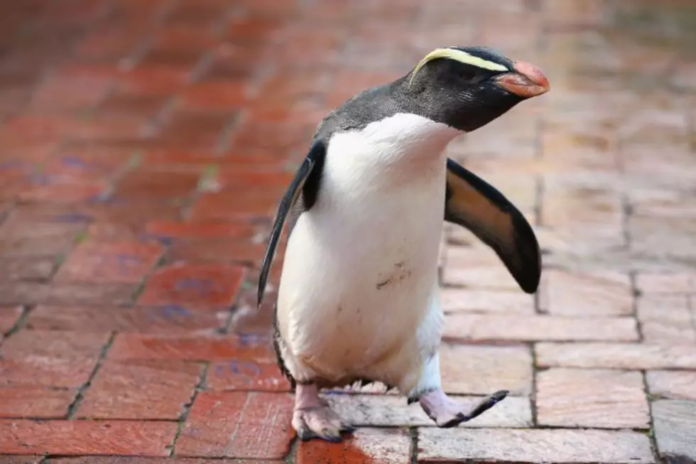 Overly Friendly Penquin Surprises News Reporter a ‘Peck on the Cheek’ [VIDEO]