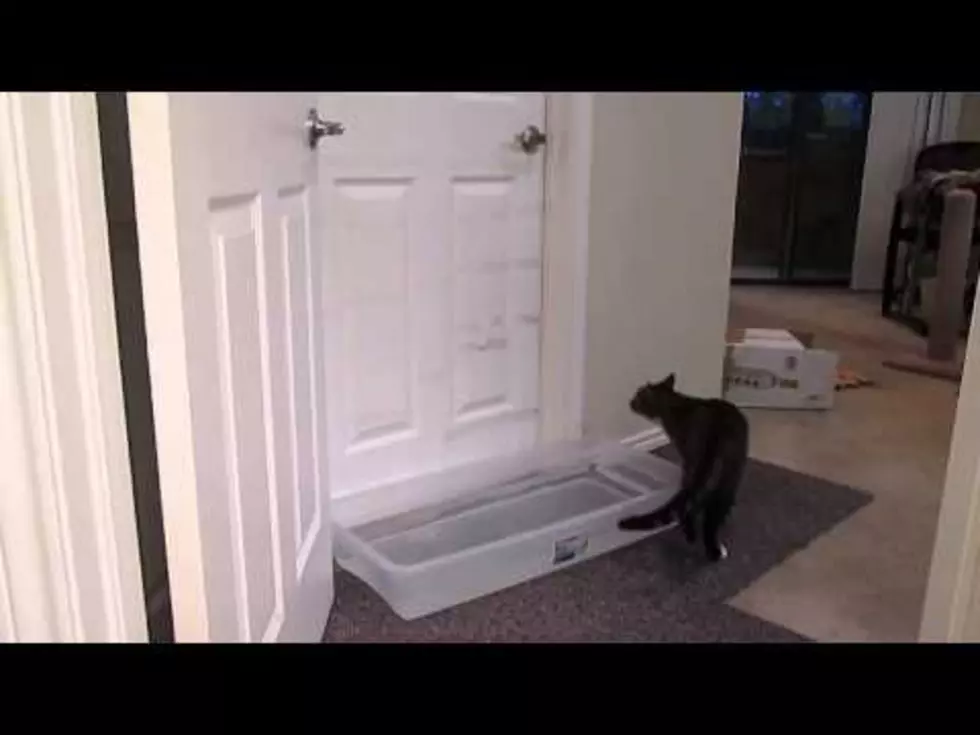 Crafty Cat Doesn’t Like Closed Doors [VIDEO]