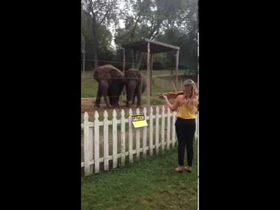 Elephants Love Violinist Performing Bach for Them [VIDEO]