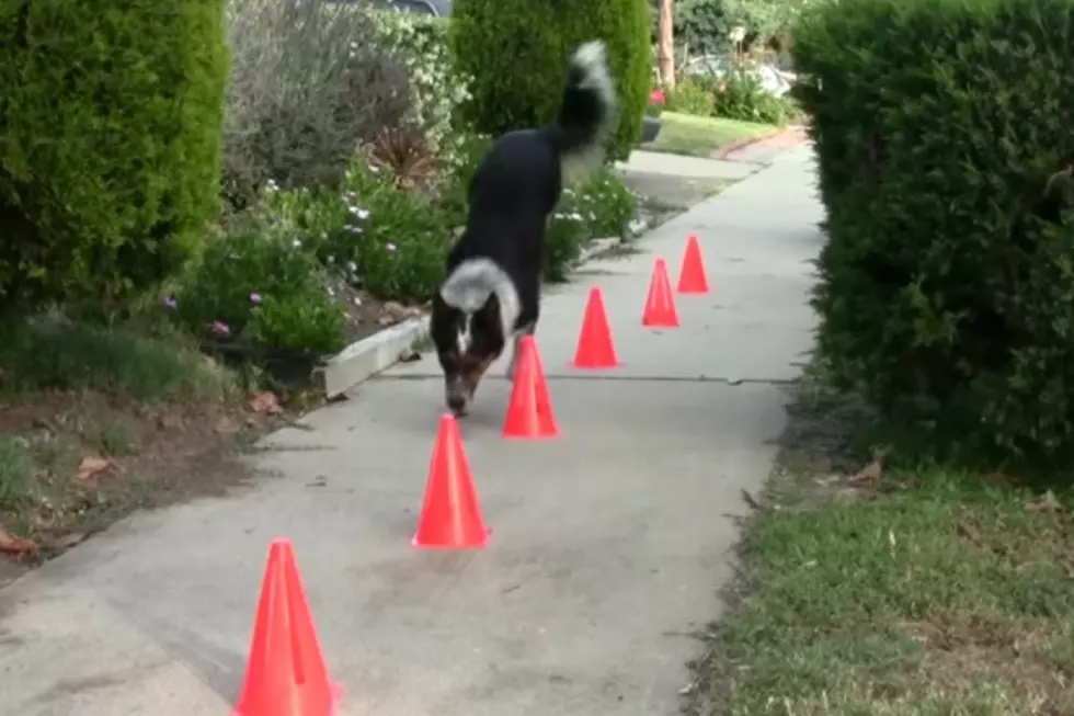 Jumpy Might Just Be the World’s Most Amazing Dog 