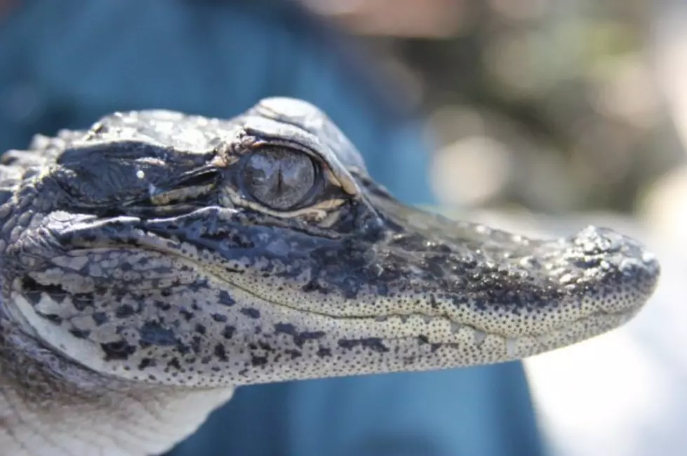 Thief Boldly Steals Baby Alligators by Stuffing Them in His Shorts [VIDEO]