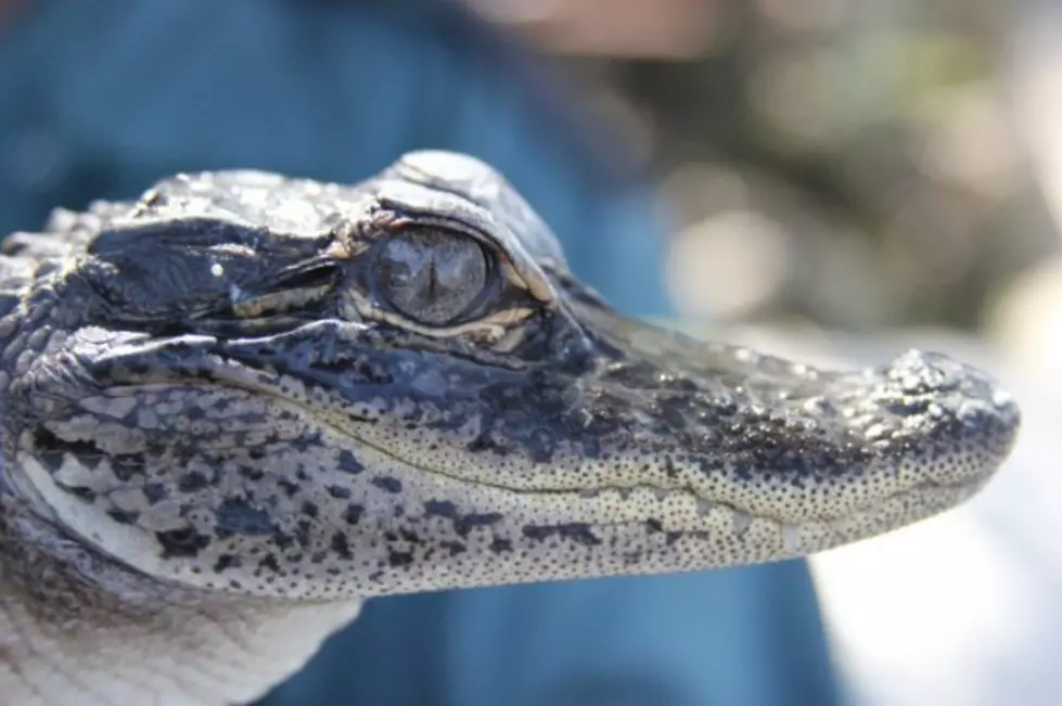 Alligator Thief