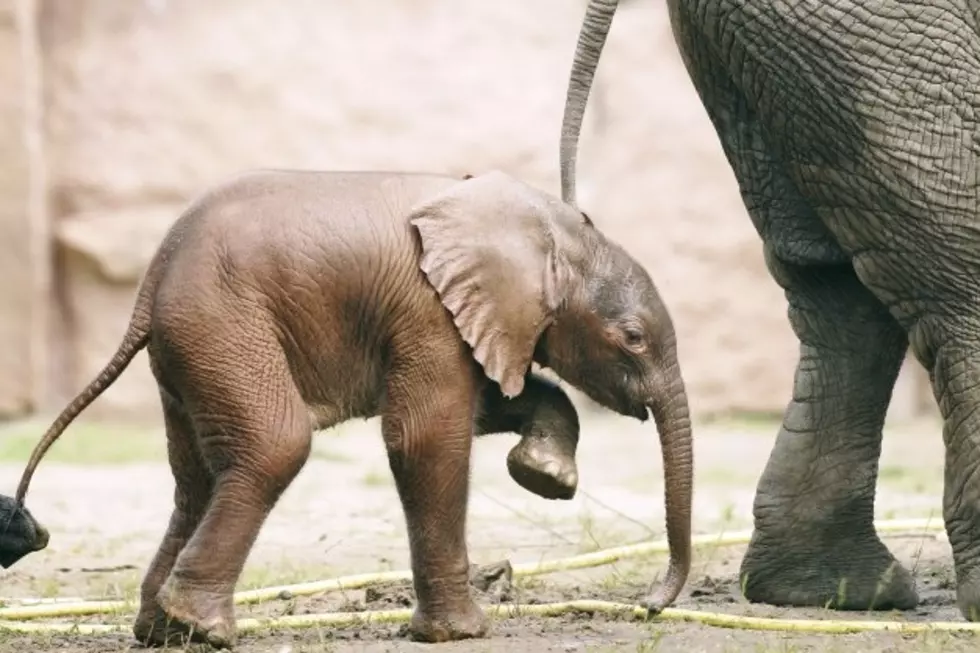 See This Cute Baby Elephant Step on His Long Trunk While Learning to Walk [VIDEO]