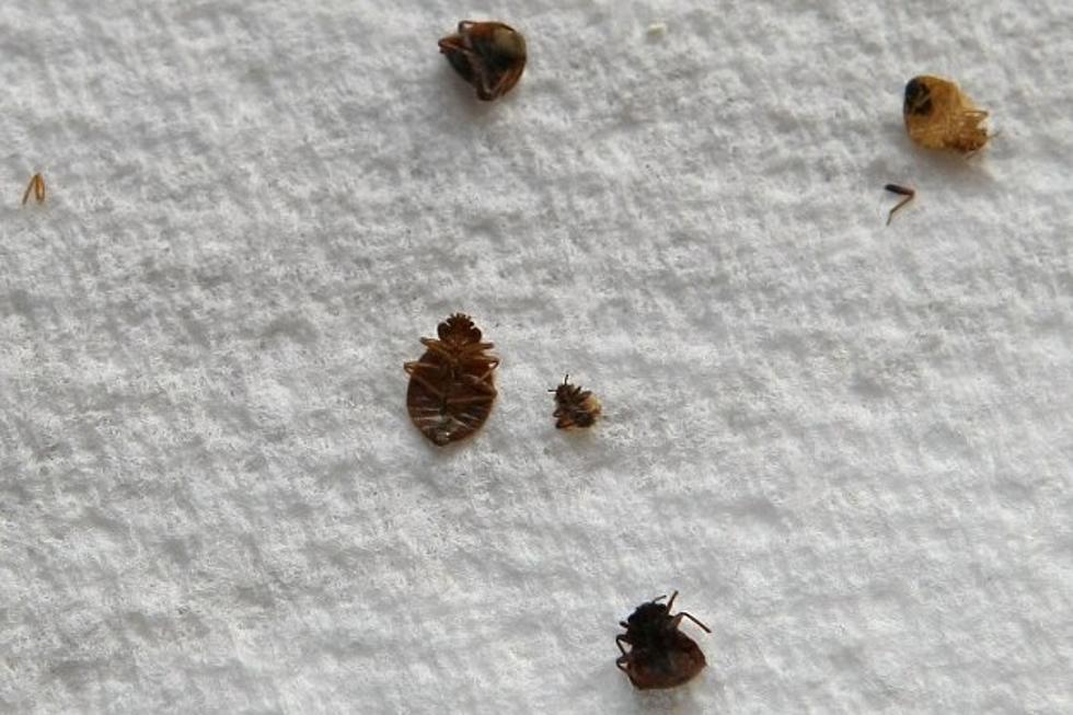 Denver, Colo. One the Most Bed Bug Infested Cities of 2014