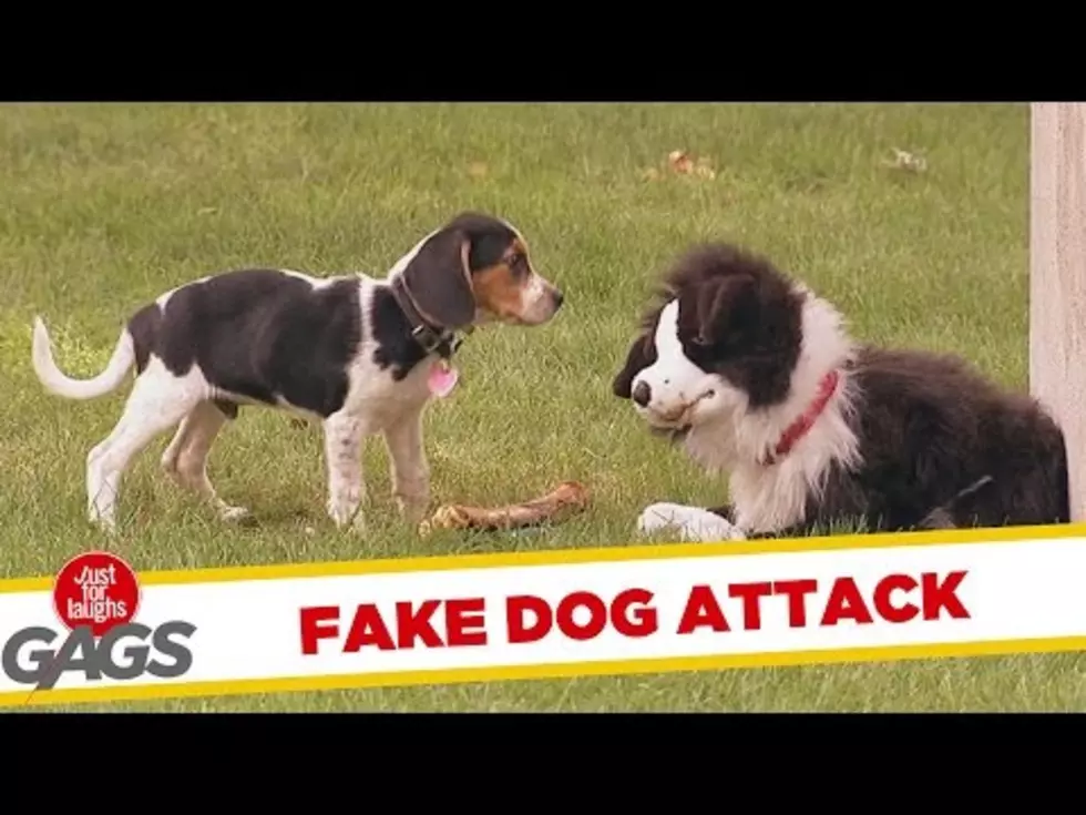 Stuffed Dog Defending It’s Bone From Real Dogs Will Make You Laugh [VIDEO]