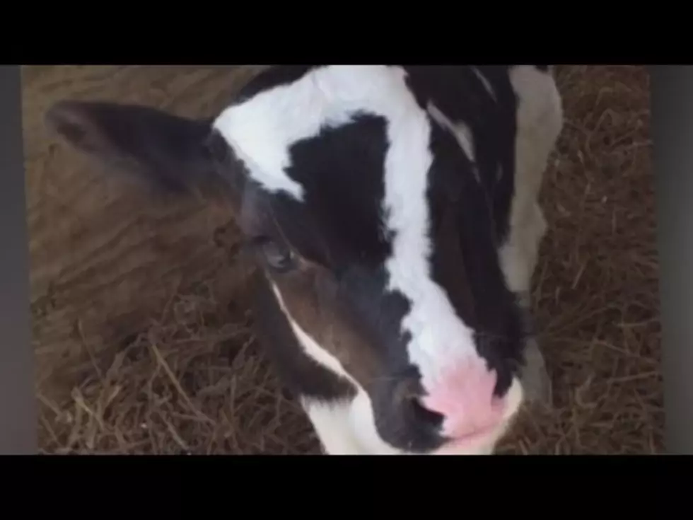 Unique Marking Saves Calf From Slaughterhouse [VIDEO]