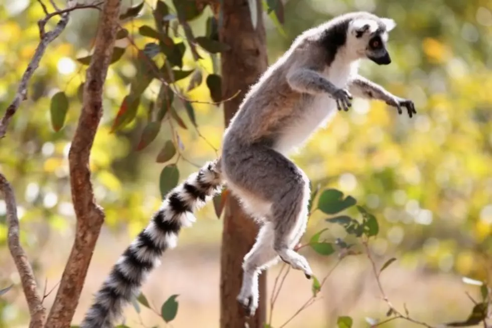 Zany Video of Lemur Bouncing Off The Walls Will Give You a Chuckle