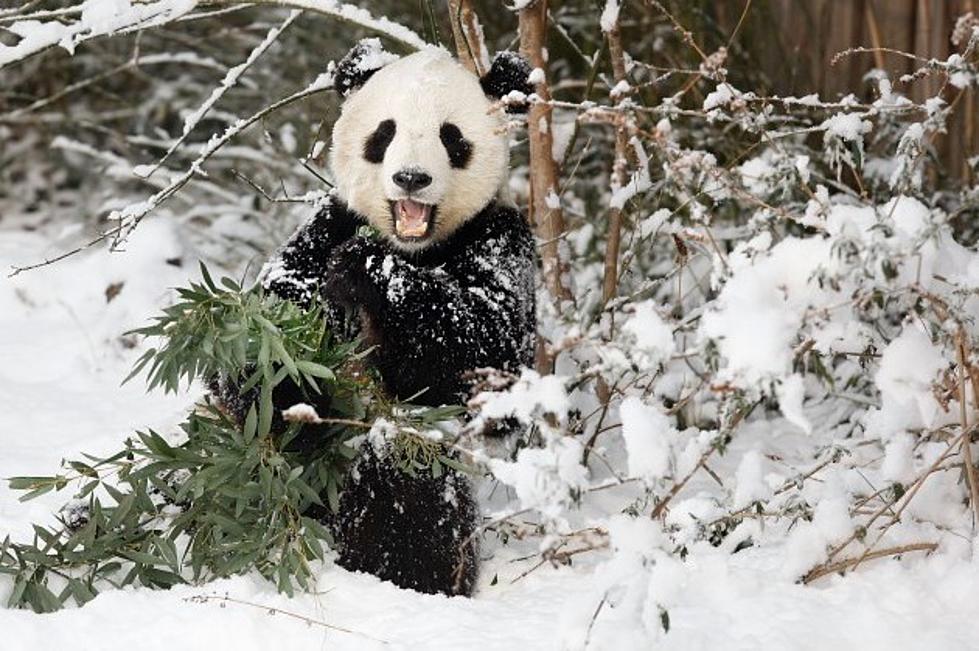 Panda In Snow = Awesome