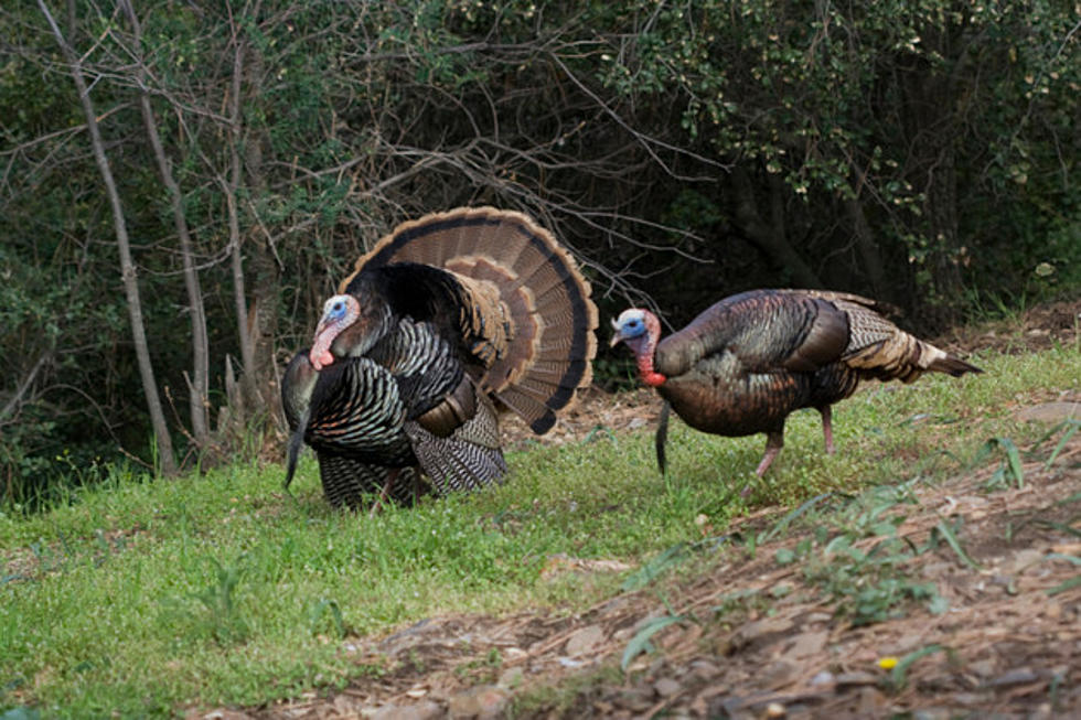 Wild Turkey Fun Facts Just in Time for Thanksgiving