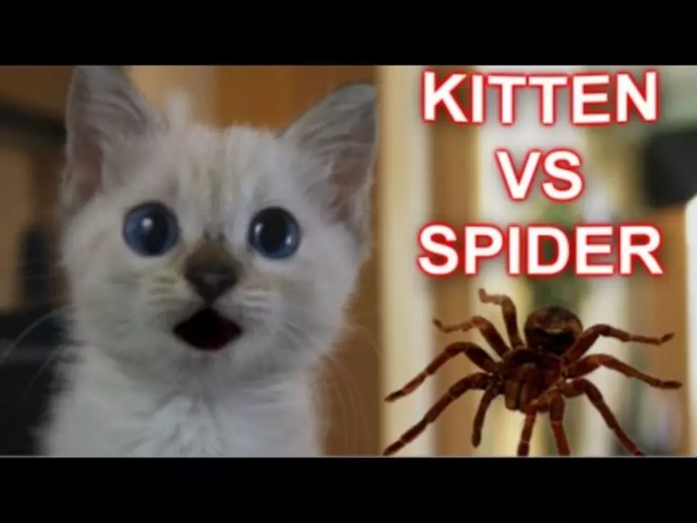 Kitten vs Spider