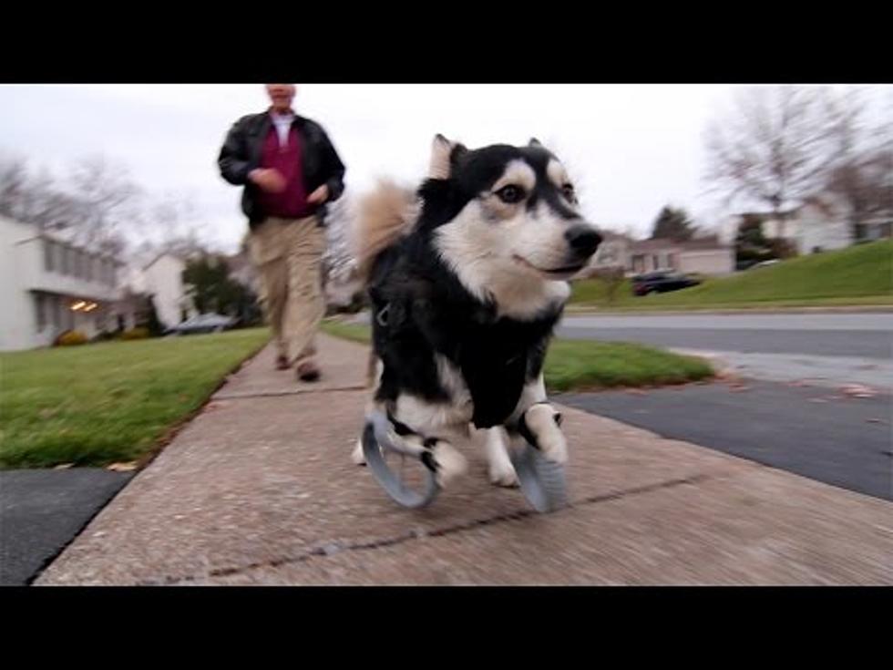 Disabled Dog Can Walk Thanks to Technology Created by Grand Junction Native
