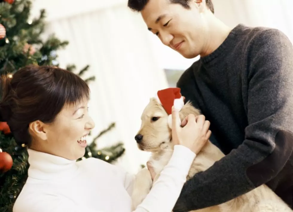 Most People Would Rather Spend Christmas With Their Pets Than Their In-laws