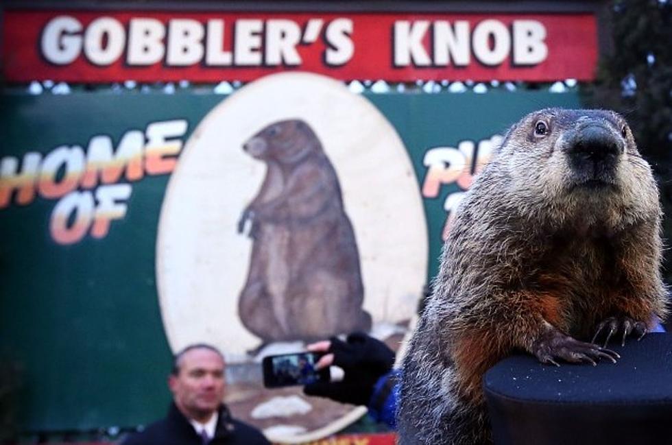 What Did the Groundhog Have to Say About Winter? [VIDEO]