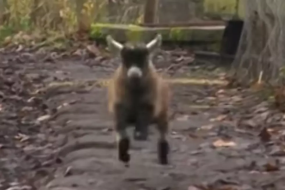 Meet  Adorable Baby Benjamin the Orphaned Pygmy Goat