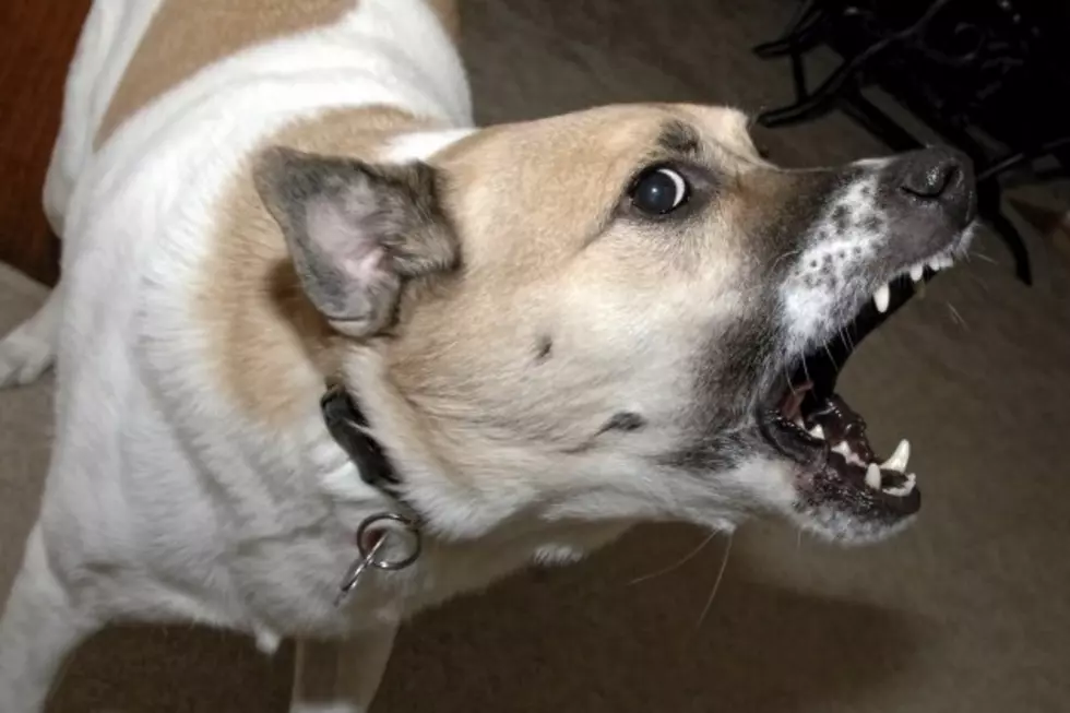 Dogs Make Insanely Funny Noises While Protecting Their Stuff [VIDEO]