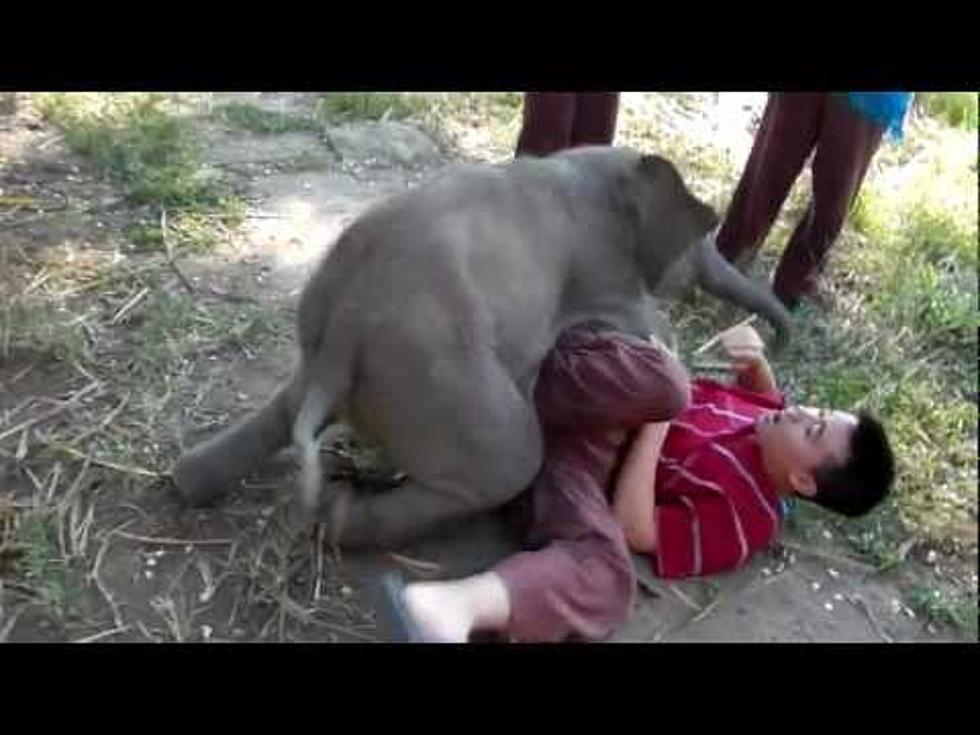 Watch Cute Baby Elephant Snuggle With Arthur 