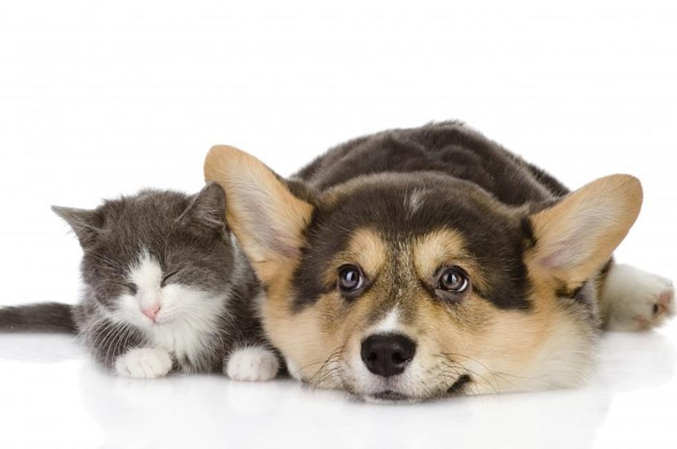 Video Proves Cats Are Superior to Dogs in an Incredibly Funny Way