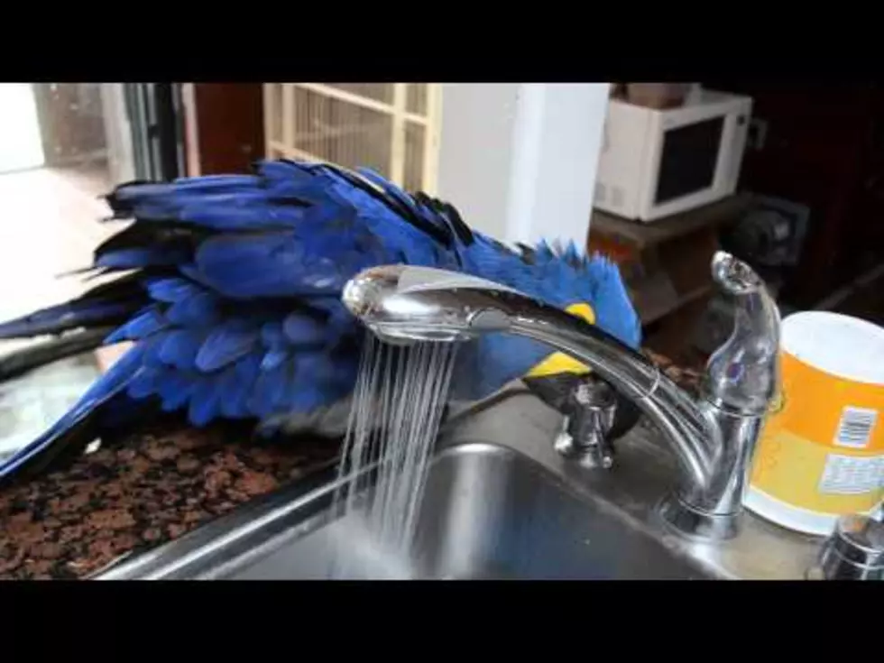 Brilliant Parrot is So Smart it Can Bathe Itself In the Sink [VIDEO]