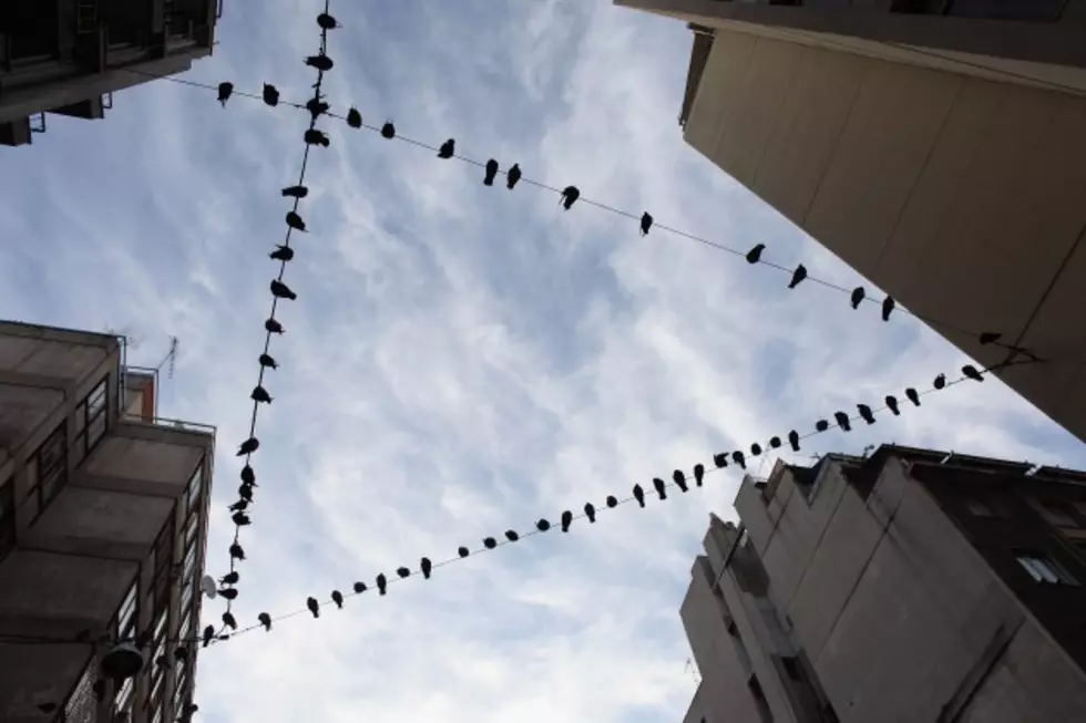 Homeowner Shocked When Flock of Birds Invades His House [VIDEO]