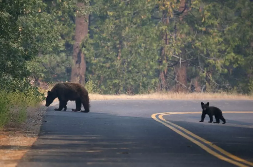 Tourists’ Encounter With Bear and Cubs Sends Some Scrambling, Others Risk Attack [VIDEO]