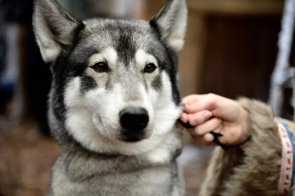 Four Adorable Husky Puppies Try to Beat Their Mom in a Game of Tug-O-War