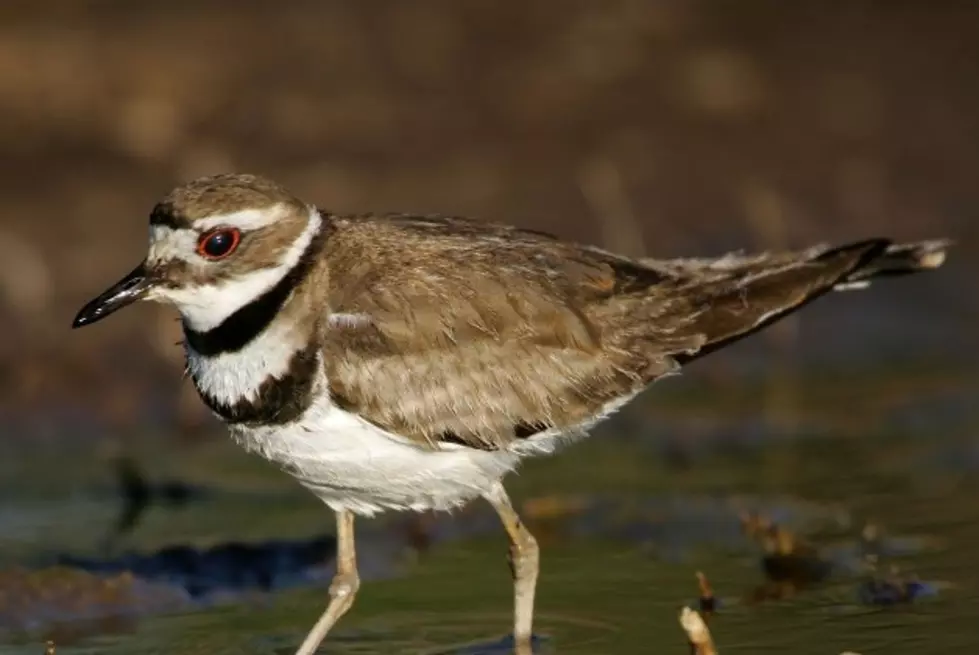 Killdeer Find The Middle of My Driveway the Perfect Place to Call Home [PHOTOS]