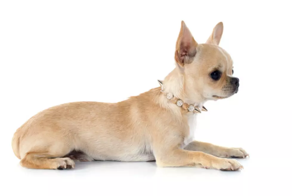 Chihuahaua Puppy and Baby Goats Make the Most Adorable Playmates