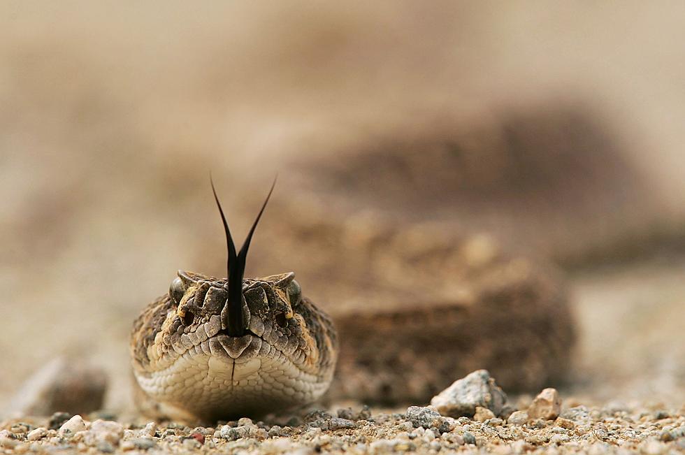 Taking Selfie With A Rattlesnake Ends Badly For California Man