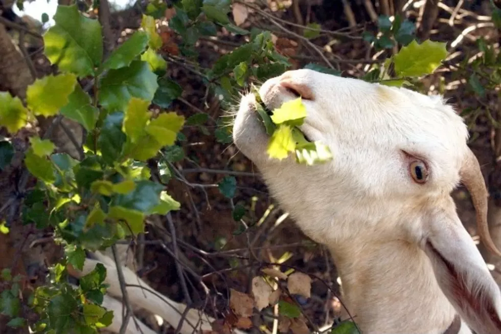Goats Perched in Tree are Oddly Fascinating to See [VIDEO]