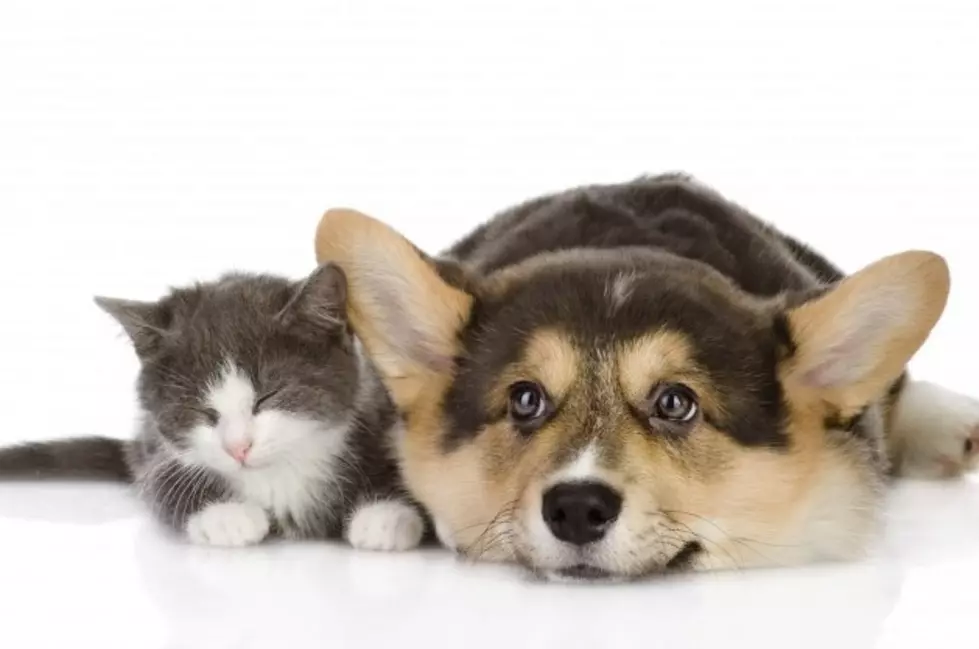 Dogsitting Cat Teaches Puppy Not to Bark in the House While Owners are Away [VIDEO]