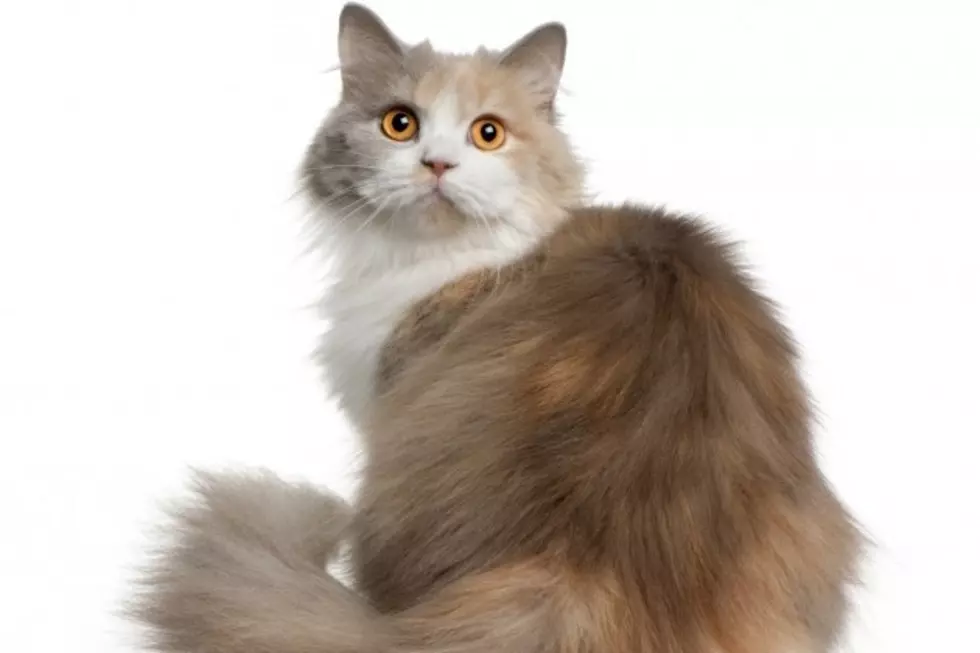Amazing Cat Acts Like He’s a Dog, But That’s Not All [VIDEO]