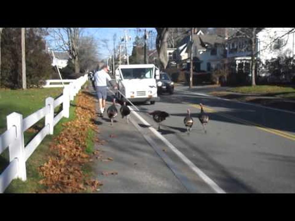Flock of Turkeys Terrorize Mailman Every Day He Delivers Mail