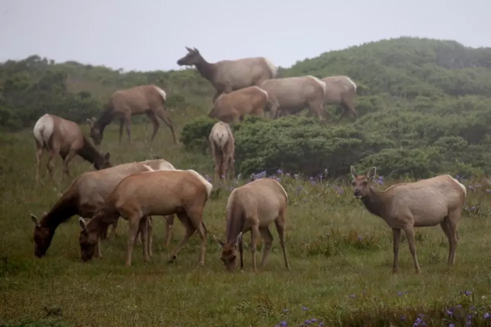 Elk Taking the ‘Walk of Life’ Through Estes Park [VIDEO]