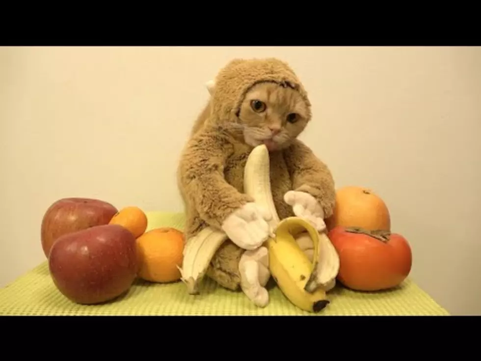 You’ll Want to Look Twice to See How This Cat Got in a Monkey Suit [VIDEO]