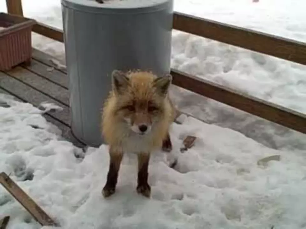 Trio of Animals on the Porch are the Most Unusual Group of Friends You Could Ever Imagine