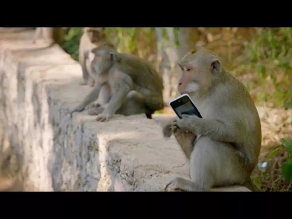 Monkeys Stealing From Tourists Have Ulterior Motives [VIDEO]