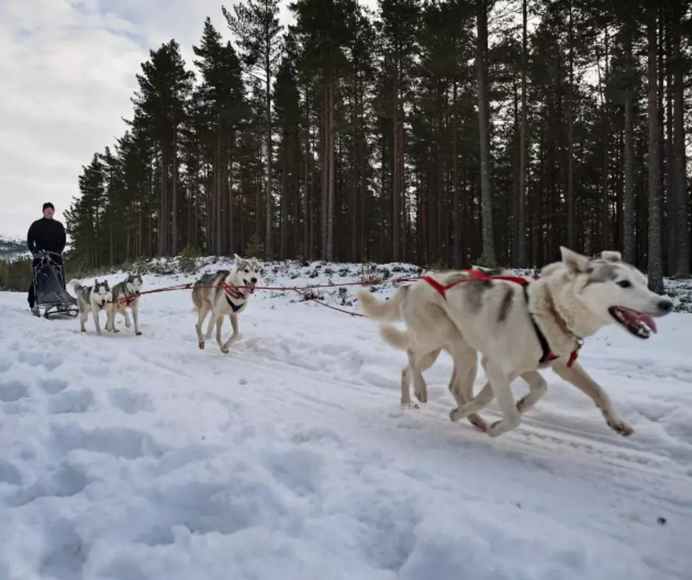 Sled Dog Race Highlights Western Colorado Weekend