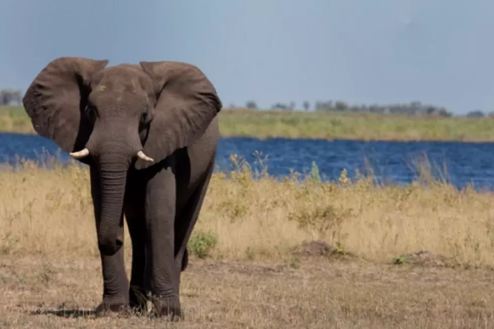 See an Angry Elephant Toss Some Cars Around