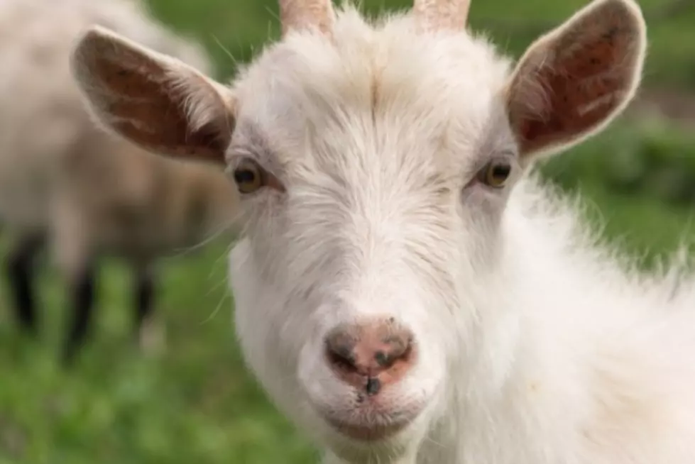 Strange Noises This Goat Makes Will Leave You Wondering How?