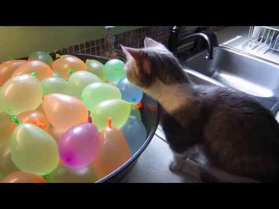 Cat Popping Water Ballons is More Fun Than Throwing Them at People